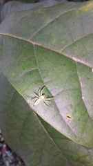 Lyssomanes viridis