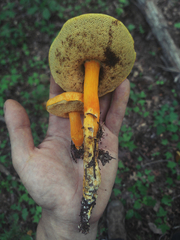 Aureoboletus auriflammeus