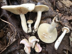 Lactarius subvernalis