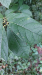 Lyssomanes viridis
