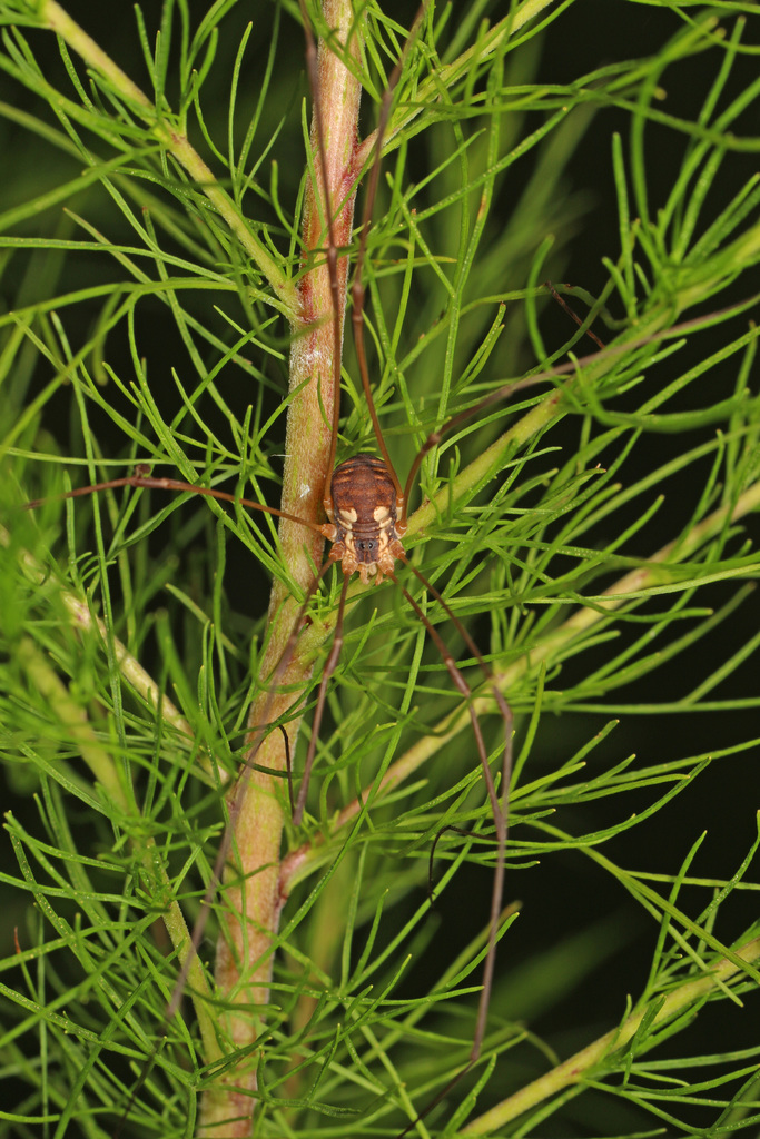 Leiobunum bimaculatum