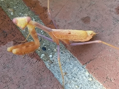 Stagmomantis