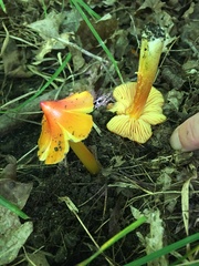 Hygrocybe acutoconica