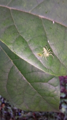 Lyssomanes viridis