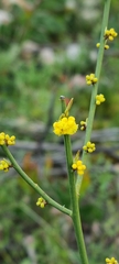 Acacia spinescens