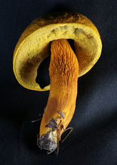 Aureoboletus auriflammeus