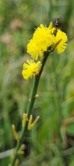 Acacia spinescens
