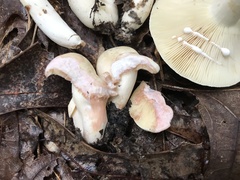Lactarius subvernalis