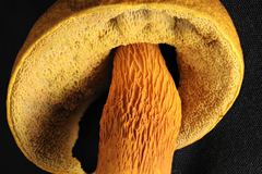 Aureoboletus auriflammeus
