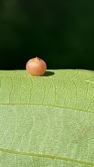 Caryomyia deflexipili