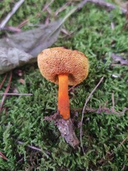 Aureoboletus auriflammeus