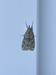Eudonia heterosalis