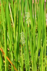 Eleocharis dulcis
