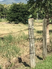 Eumomota superciliosa