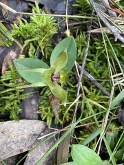 Chiloglottis valida
