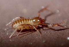 Chthoniidae