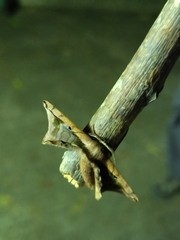 Bombycoidea