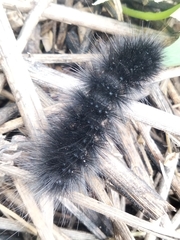 Hypercompe scribonia