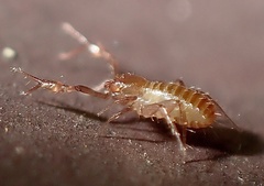 Chthoniidae