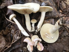 Lactarius subvernalis