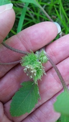 Xanthium orientale