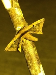 Bombycoidea