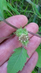 Xanthium orientale