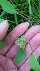 Xanthium orientale