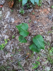 Silphium terebinthinaceum