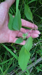 Xanthium orientale