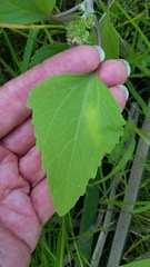 Xanthium orientale