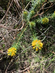 Pultenaea stipularis