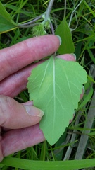 Xanthium orientale