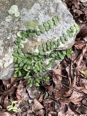 Psychotria serpens