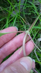 Xanthium orientale