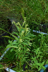 Penthorum chinense