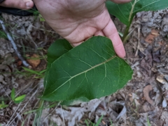 Silphium terebinthinaceum