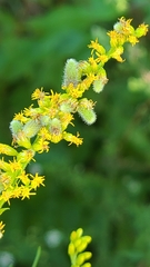 Rhopalomyia anthophila