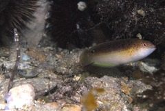 Austrolabrus maculatus