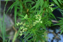Penthorum chinense