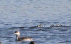 Podiceps nigricollis