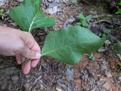 Silphium terebinthinaceum