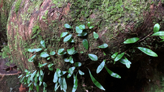 Pyrrosia