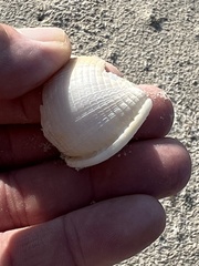 Semicassis granulata