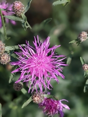 Centaurea rhaetica