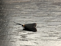 Pollanisus subdolosa