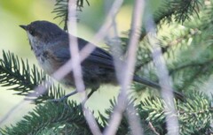 Poecile hudsonicus