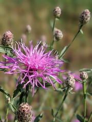 Centaurea rhaetica