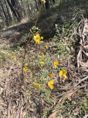 Bossiaea obcordata