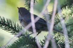 Poecile hudsonicus